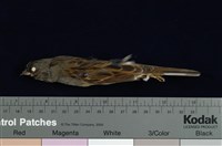 藏品(灰頭黑臉鵐)的圖片